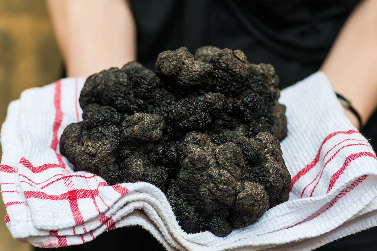 Périgord truffles, Dordogne, France