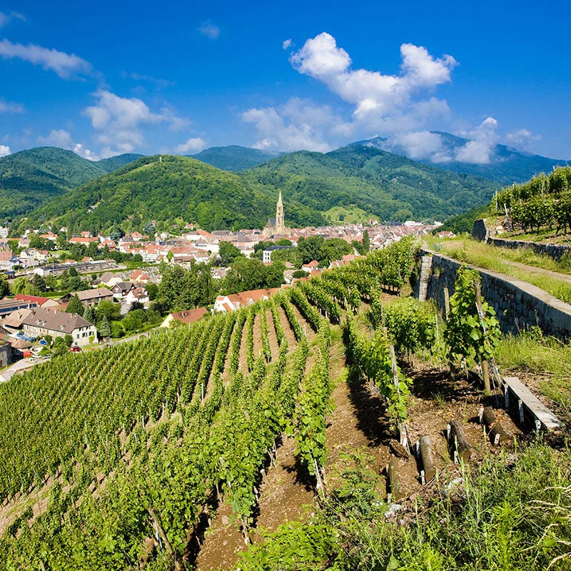 Grand Cru fields of Traenheim